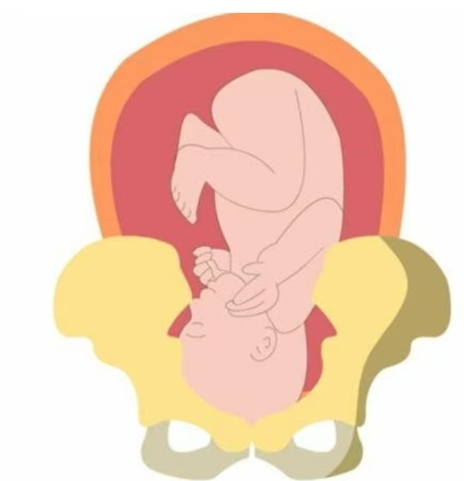 卸貨倒計(jì)時(shí)：一文讀懂“胎兒入盆”與“開宮口